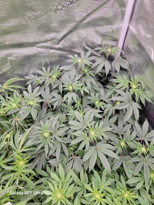 BlueberryCupcake,Donuts,GarlicBudder. Week 10