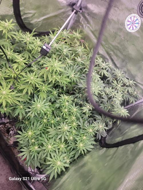 BlueberryCupcake,Donuts,GarlicBudder. Week 11