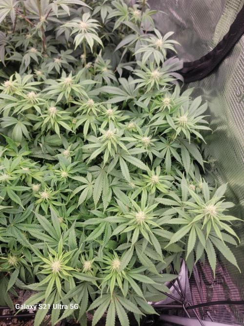 BlueberryCupcake,Donuts,GarlicBudder. Week 11