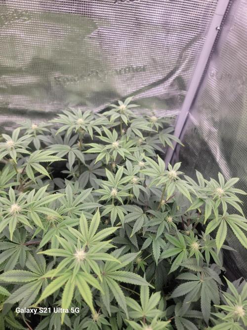 BlueberryCupcake,Donuts,GarlicBudder. Week 11