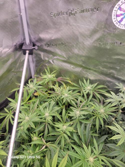 BlueberryCupcake,Donuts,GarlicBudder. Week 11