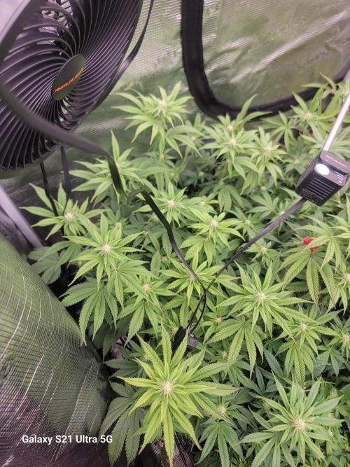 BlueberryCupcake,Donuts,GarlicBudder. Week 11