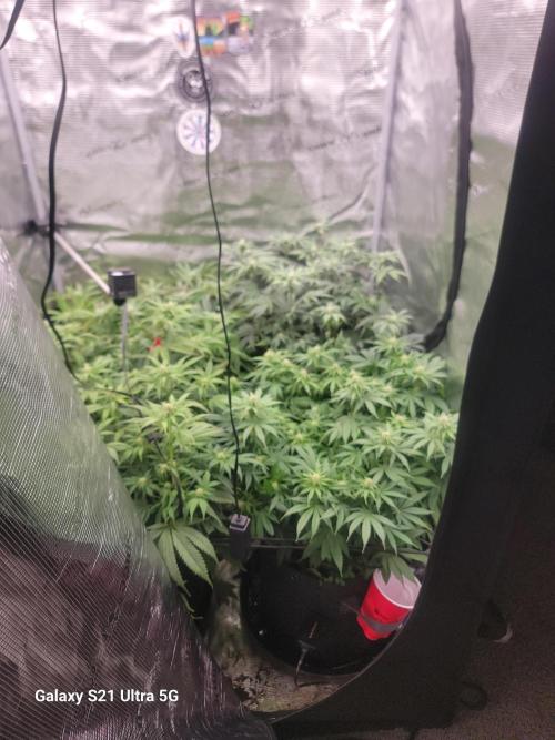 BlueberryCupcake,Donuts,GarlicBudder. Week 11