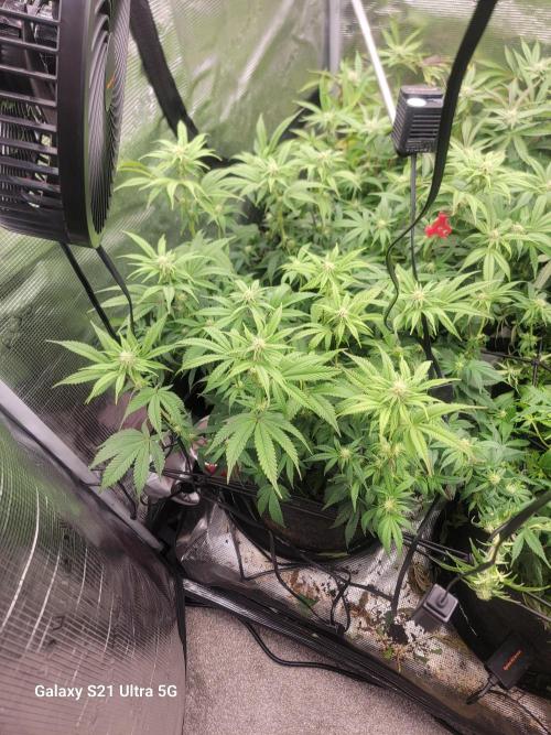 BlueberryCupcake,Donuts,GarlicBudder. Week 11