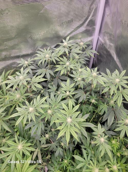 BlueberryCupcake,Donuts,GarlicBudder. Week 11