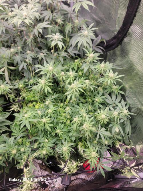 BlueberryCupcake,Donuts,GarlicBudder. Week 11