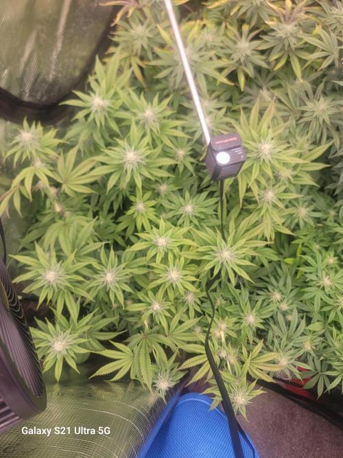 BlueberryCupcake,Donuts,GarlicBudder. Week 12