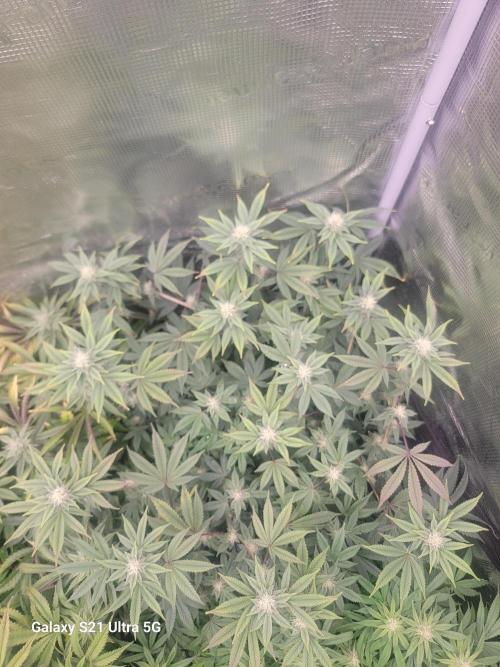 BlueberryCupcake,Donuts,GarlicBudder. Week 12