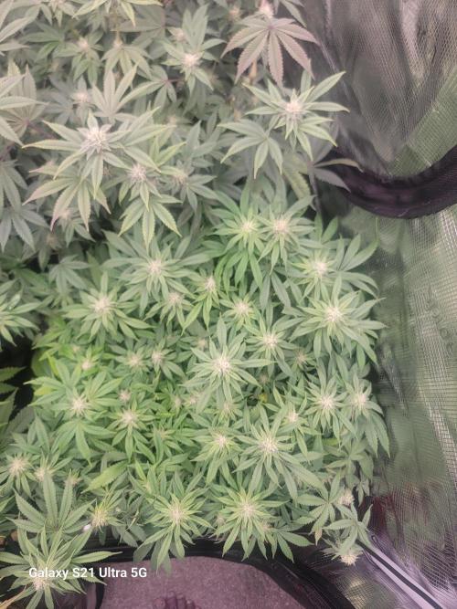 BlueberryCupcake,Donuts,GarlicBudder. Week 12