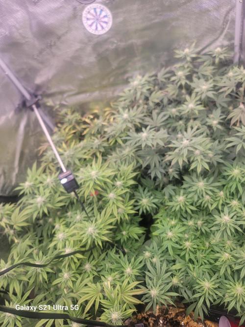 BlueberryCupcake,Donuts,GarlicBudder. Week 12