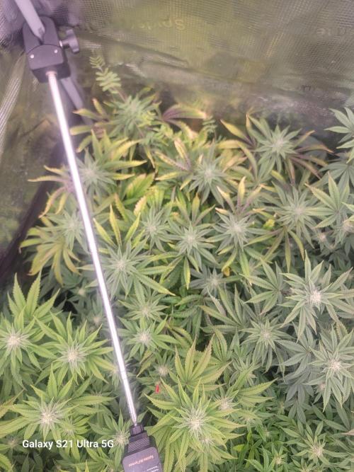 BlueberryCupcake,Donuts,GarlicBudder. Week 12