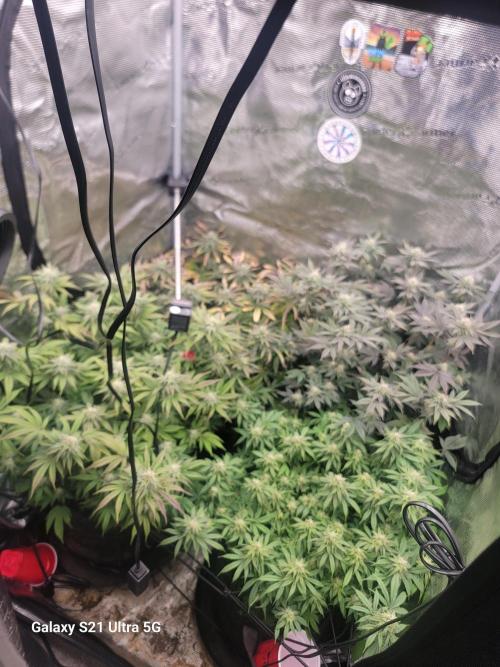 BlueberryCupcake,Donuts,GarlicBudder. Week 13