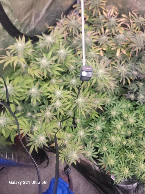 BlueberryCupcake,Donuts,GarlicBudder. Week 13