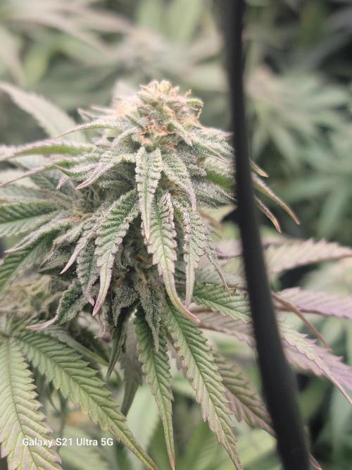 BlueberryCupcake,Donuts,GarlicBudder. Week 13
