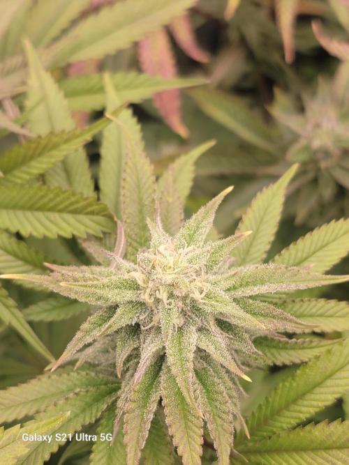 BlueberryCupcake,Donuts,GarlicBudder. Week 13