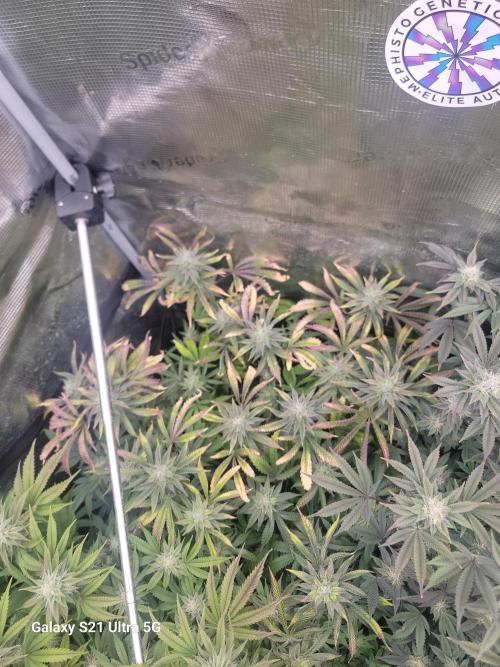 BlueberryCupcake,Donuts,GarlicBudder. Week 13