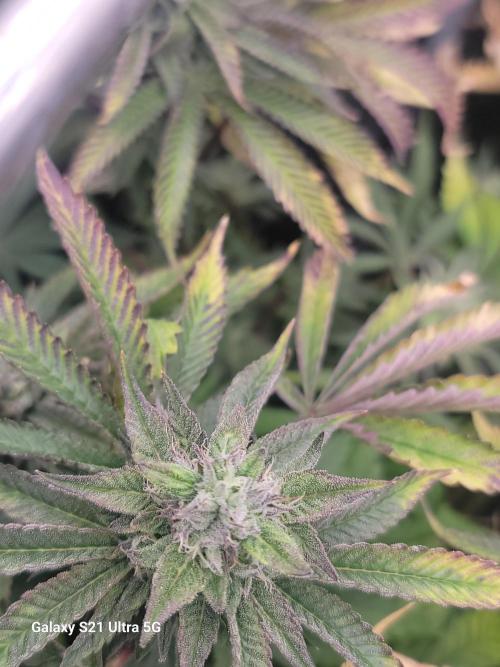 BlueberryCupcake,Donuts,GarlicBudder. Week 13