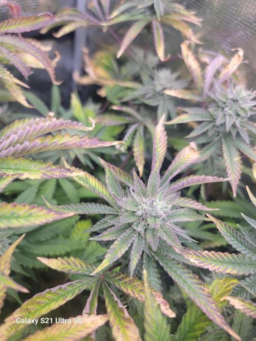 BlueberryCupcake,Donuts,GarlicBudder. Week 13