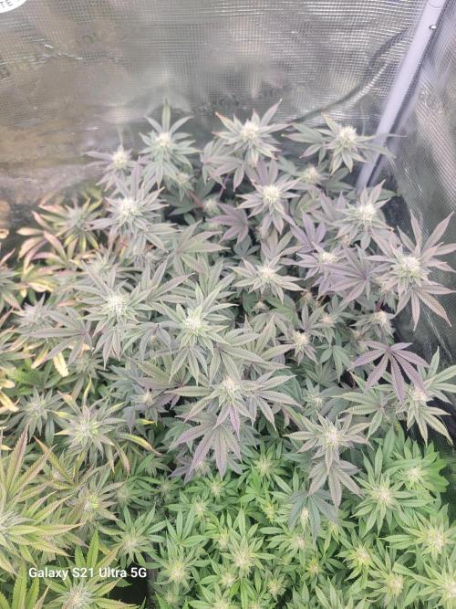 BlueberryCupcake,Donuts,GarlicBudder. Week 13