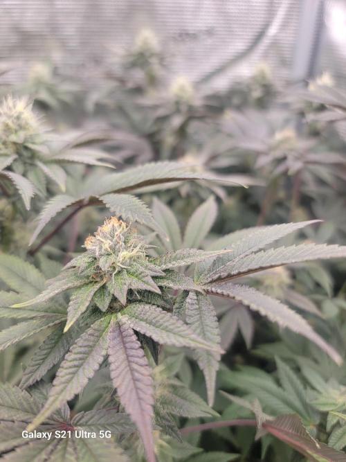 BlueberryCupcake,Donuts,GarlicBudder. Week 13
