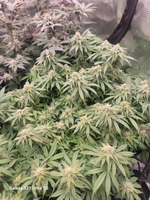 BlueberryCupcake,Donuts,GarlicBudder. Week 13
