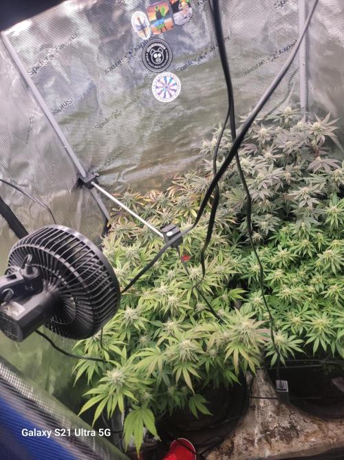 BlueberryCupcake,Donuts,GarlicBudder. Week 13