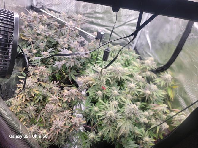 BlueberryCupcake,Donuts,GarlicBudder. Week 14