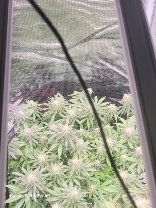 BlueberryCupcake,Donuts,GarlicBudder. Week 14