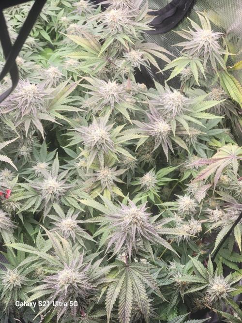 BlueberryCupcake,Donuts,GarlicBudder. Week 14