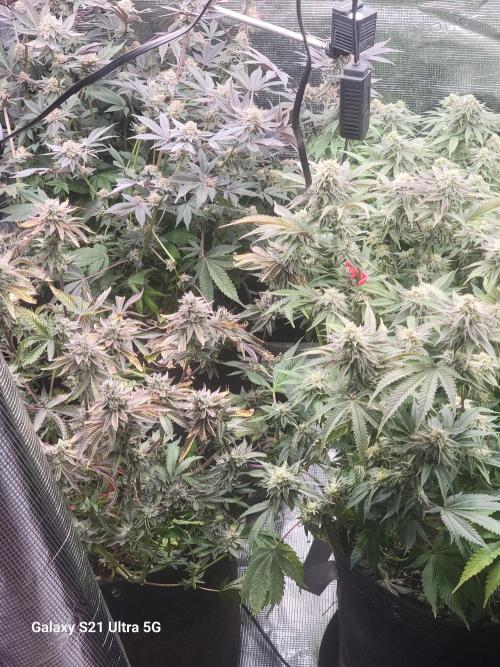 BlueberryCupcake,Donuts,GarlicBudder. Week 14