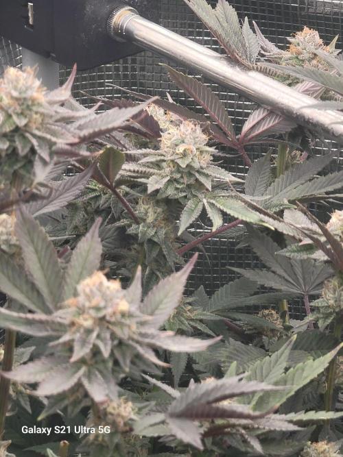 BlueberryCupcake,Donuts,GarlicBudder. Week 14