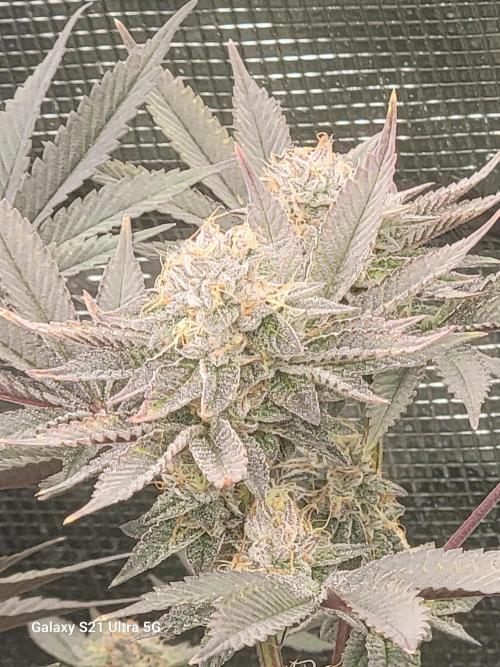 BlueberryCupcake,Donuts,GarlicBudder. Week 14