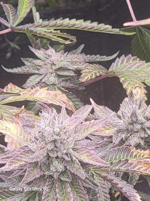 BlueberryCupcake,Donuts,GarlicBudder. Week 14
