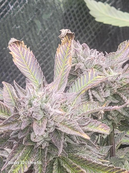 BlueberryCupcake,Donuts,GarlicBudder. Week 14