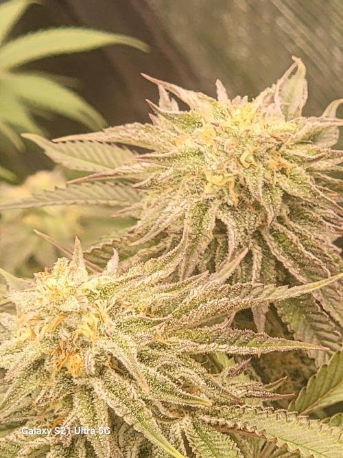 BlueberryCupcake,Donuts,GarlicBudder. Week 14