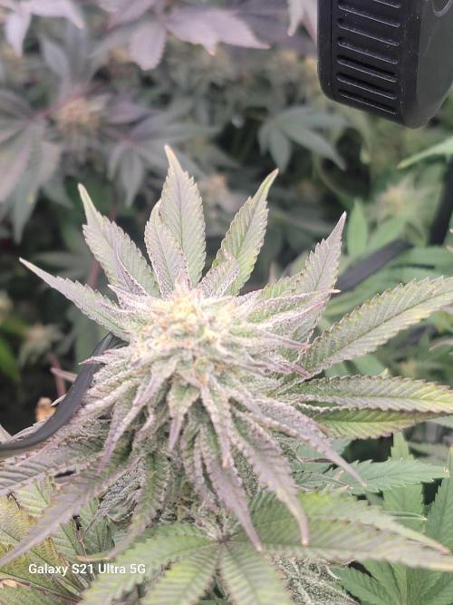 BlueberryCupcake,Donuts,GarlicBudder. Week 14