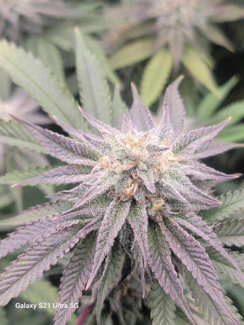 BlueberryCupcake,Donuts,GarlicBudder. Week 14