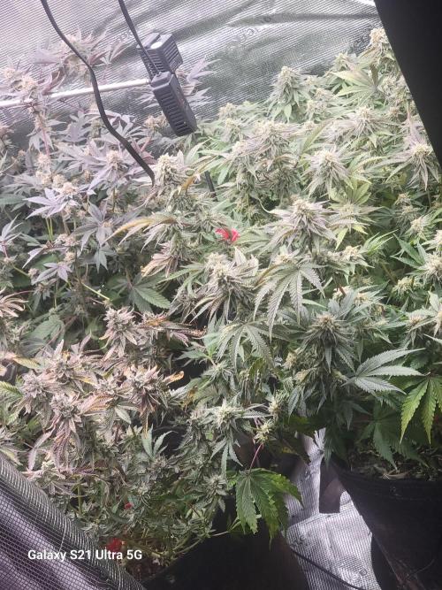 BlueberryCupcake,Donuts,GarlicBudder. Week 14