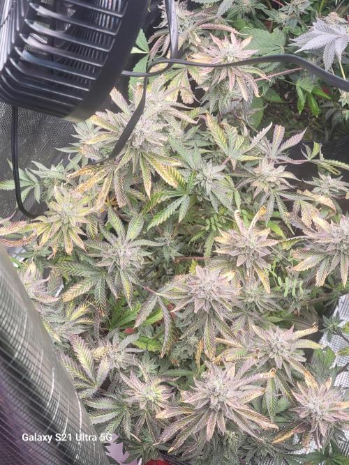 BlueberryCupcake,Donuts,GarlicBudder. Week 14