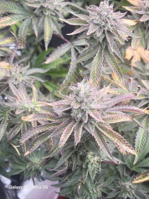 BlueberryCupcake,Donuts,GarlicBudder. Week 14