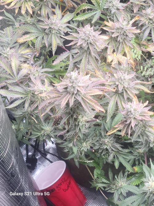BlueberryCupcake,Donuts,GarlicBudder. Week 14