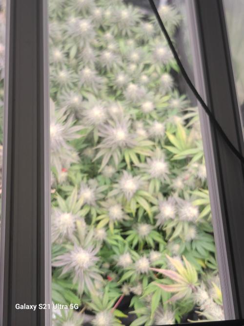 BlueberryCupcake,Donuts,GarlicBudder. Week 15