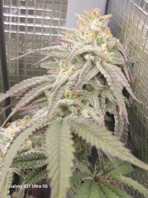BlueberryCupcake,Donuts,GarlicBudder. Week 15