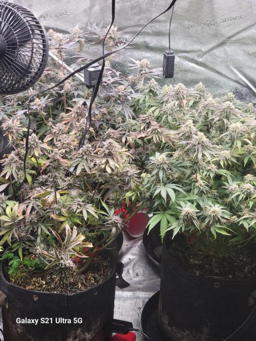 BlueberryCupcake,Donuts,GarlicBudder. Week 15