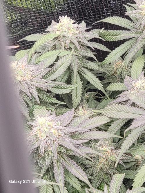 BlueberryCupcake,Donuts,GarlicBudder. Week 15