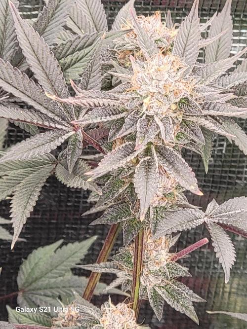 BlueberryCupcake,Donuts,GarlicBudder. Week 15