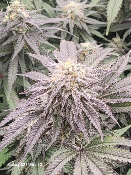 BlueberryCupcake,Donuts,GarlicBudder. Week 15