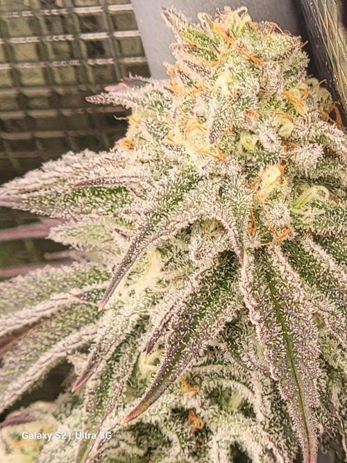 BlueberryCupcake,Donuts,GarlicBudder. Week 15