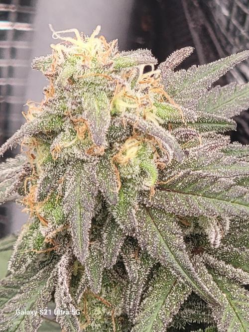 BlueberryCupcake,Donuts,GarlicBudder. Week 15