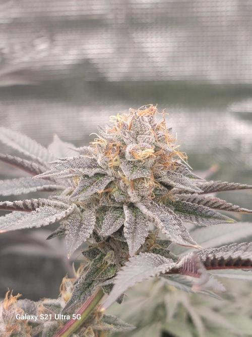 BlueberryCupcake,Donuts,GarlicBudder. Week 15